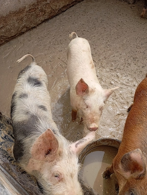 De vânzare grăsuni  - imagine 4