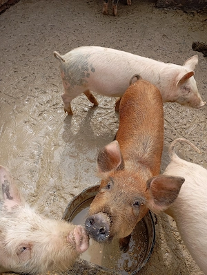 De vânzare grăsuni  - imagine 3