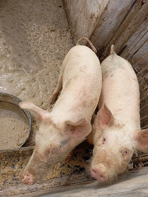 De vânzare grăsuni 