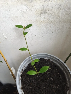 Planta ruj (Aeschynanthus)   plantă curgătoare cu flori roșii, foarte decorativă - imagine 4