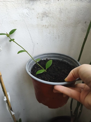 Planta ruj (Aeschynanthus)   plantă curgătoare cu flori roșii, foarte decorativă - imagine 2