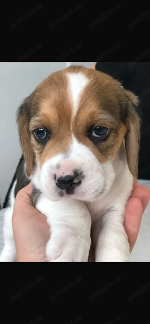 cățeluș beagle  - imagine 3