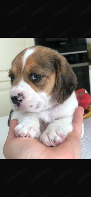 cățeluș beagle  - imagine 2