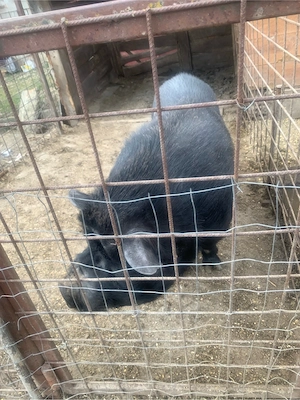 vier de vanzare  - imagine 2