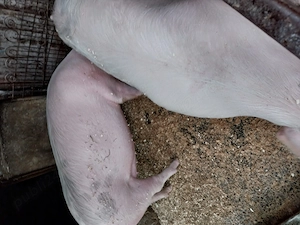 Purcele de vânzare gestante