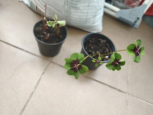 Oxalis verde   plantă ornamentală cu frunze tip trifoi 