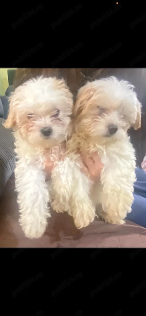 Catei Bichon Maltez - imagine 2