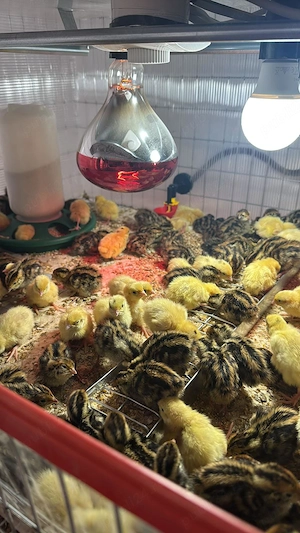 Pui de prepeliță de vânzare   Polară Gigant & Japoneză Mare   Afumați, Ilfov