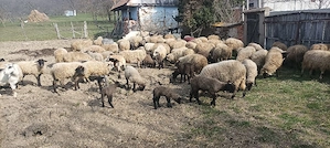 oi metisate cu suffolk  - imagine 5