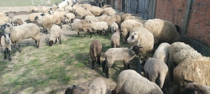 oi metisate cu suffolk  - imagine 4