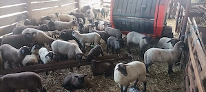 oi metisate cu suffolk  - imagine 3