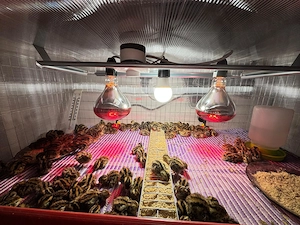 Pui de prepeliță de vânzare   Polară Gigant & Japoneză Mare   Afumați, Ilfov - imagine 2