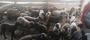 oi metisate cu suffolk  - imagine 2