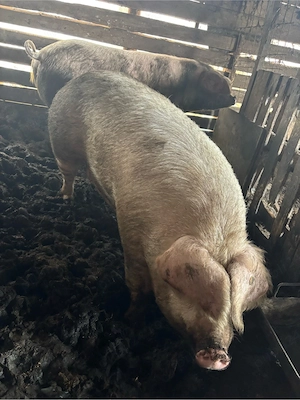 Porci de vanzare - imagine 4
