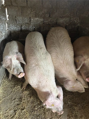 Porci de vanzare - imagine 5
