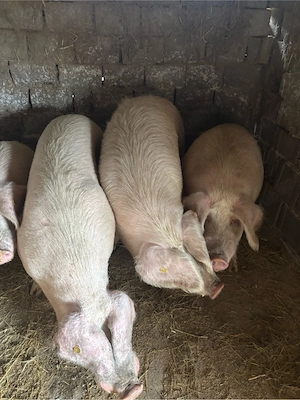 Porci de vanzare - imagine 2