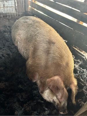 Porci de vanzare - imagine 3