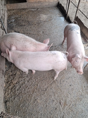 porci de vanzare 