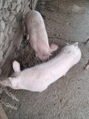 porci de vanzare  - imagine 2