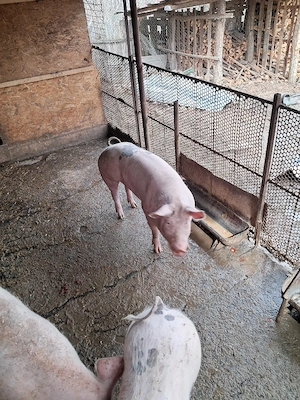 porci de vanzare  - imagine 3