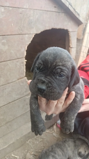 presa canario  - imagine 3