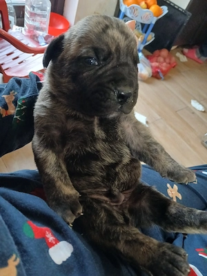 presa canario  - imagine 2