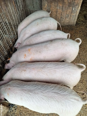 Grăsuni de vânzare  - imagine 5