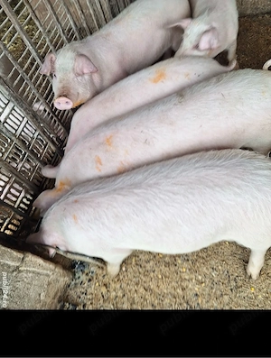 Grăsuni de vânzare 