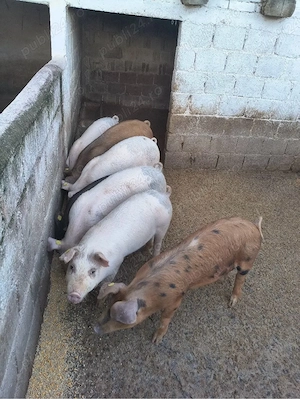 Grăsuni de vânzare  - imagine 4