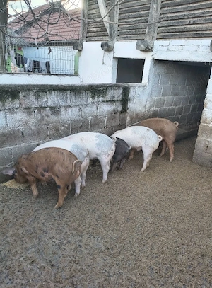 Grăsuni de vânzare  - imagine 3