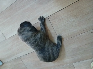 Vand catelusi presa canario 1 luna - imagine 3