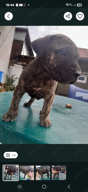 Vand catelusi presa canario 1 luna - imagine 4