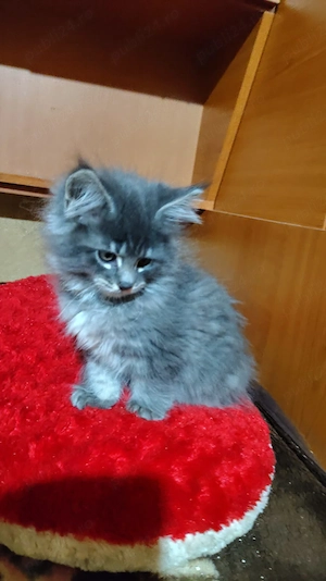 Pisicuță maine coon deosebită