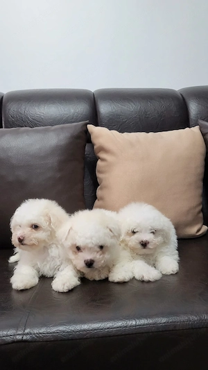 Vând Bichon Maltez . Talie mică  - imagine 4