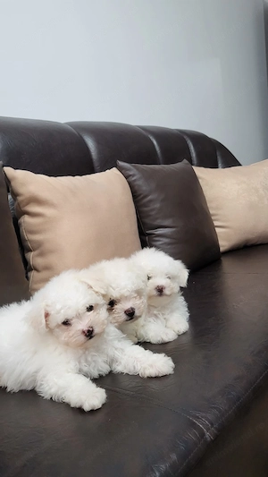 Vând Bichon Maltez . Talie mică  - imagine 5