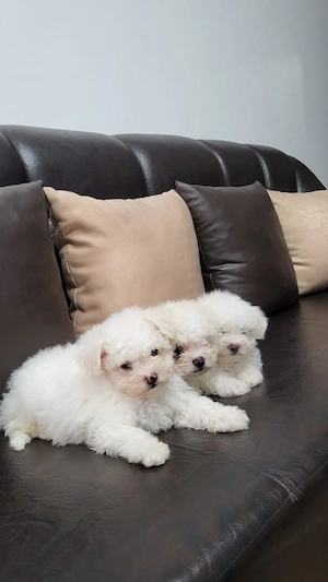 Vând Bichon Maltez . Talie mică  - imagine 2