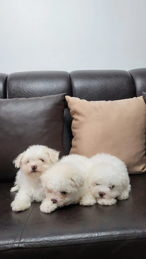 Vând Bichon Maltez . Talie mică 