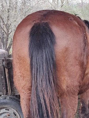 Iapa de vanzare - imagine 4