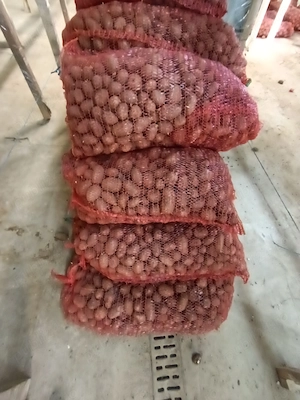 Cartofi samanta rosu prod proprie - imagine 2