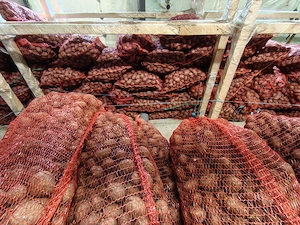 Cartofi samanta rosu prod proprie