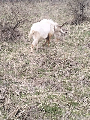 Țap de vnzare - imagine 2