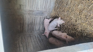 Vand purcei - imagine 2