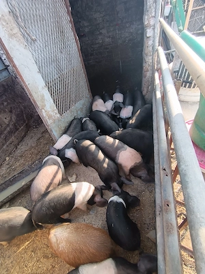 urcei  rasa bazna - imagine 2