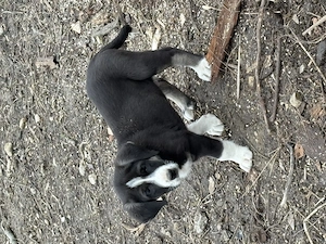 Mascul Asia centrală 