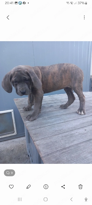 Căței American Bully XXL  - imagine 3