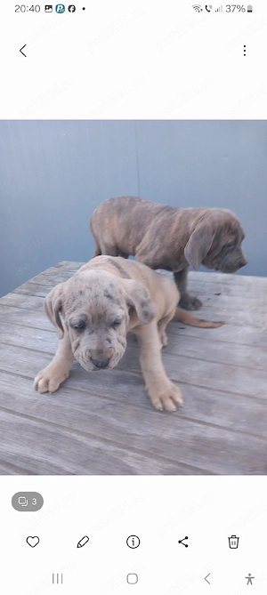 Căței American Bully XXL  - imagine 4