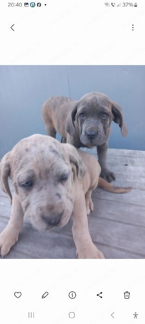 Căței American Bully XXL 