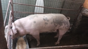 Dau jumătate din el - imagine 2