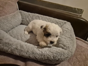 Pui de Bichon maltez mini