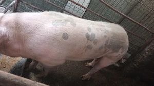 Dau jumătate din el